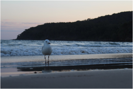 説明: C:\Users\akirakamikou\Pictures\2016.11.04 Noosa\IMG_2451.JPG