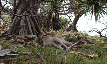 説明: C:\Users\akirakamikou\Pictures\2016.04.16 NorthStradbrokeIsranmd\IMG_9434.JPG